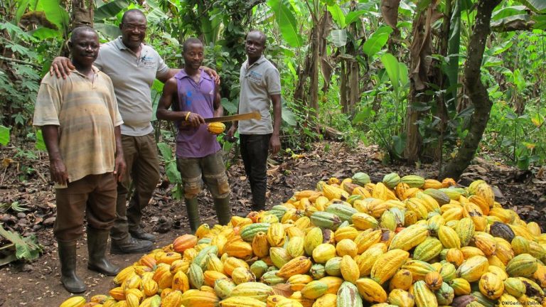 Indonesia, Nigeria, and Ecuador Set to Replace Ghana as the World’s Largest Cocoa Producers